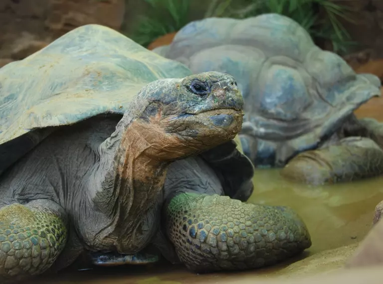 Two Galapagos tortoises at London Zoo