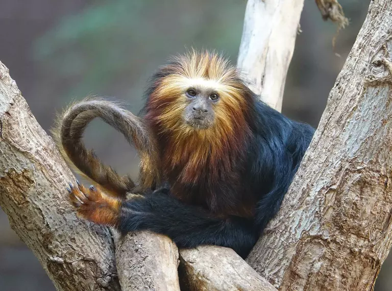 Golden headed lion tamarin sitting on branches in London Zoo's Rainforest Life exhibit