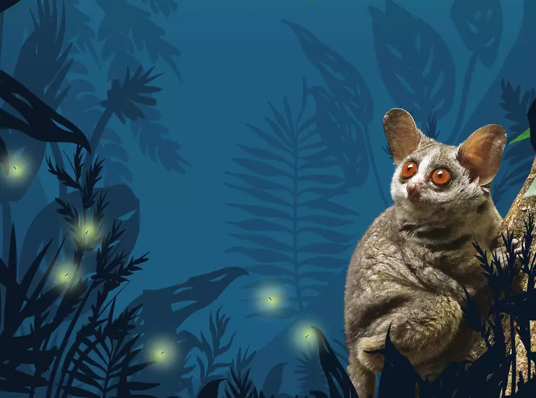 Nightlife graphic with a photo of a slow loris on an illustrated forest at night background 