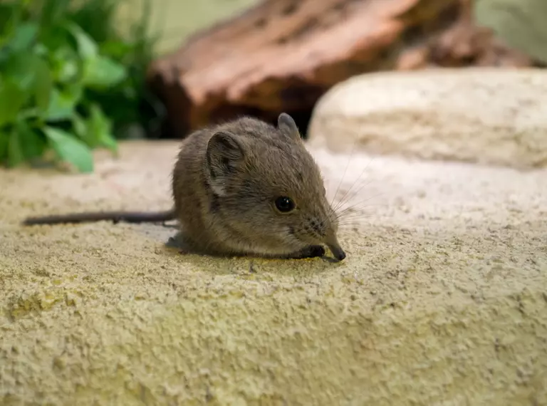 Round-eared sengi