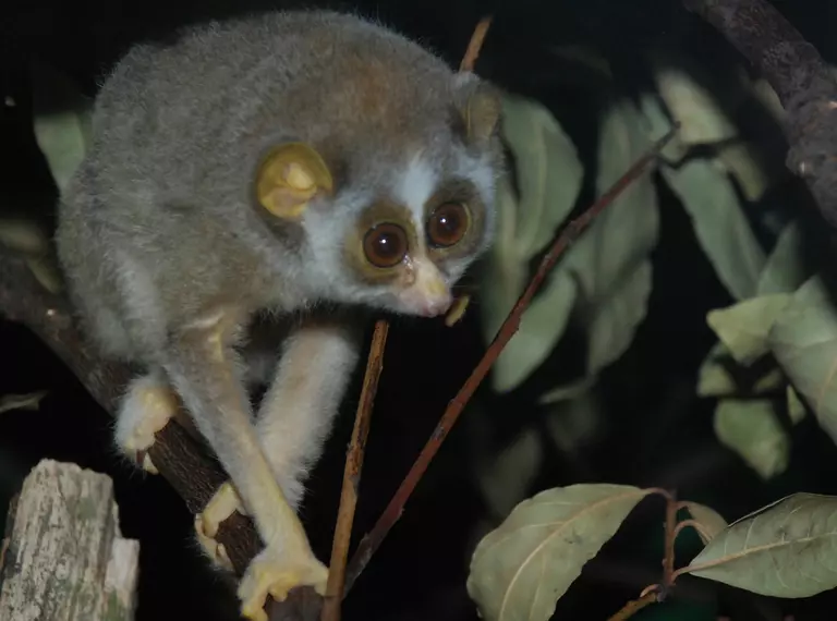 Slender loris holding onto a branch in London zoo's Nightlife