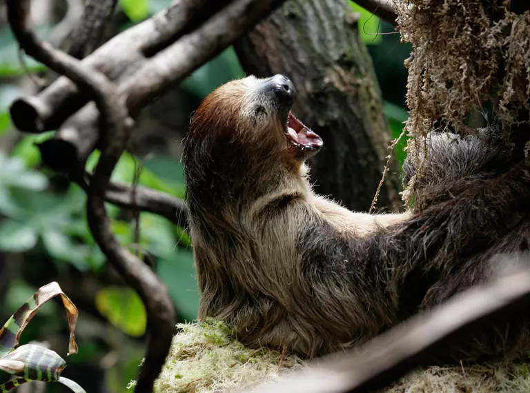 Sloth yawning at rainforest life London Zoo