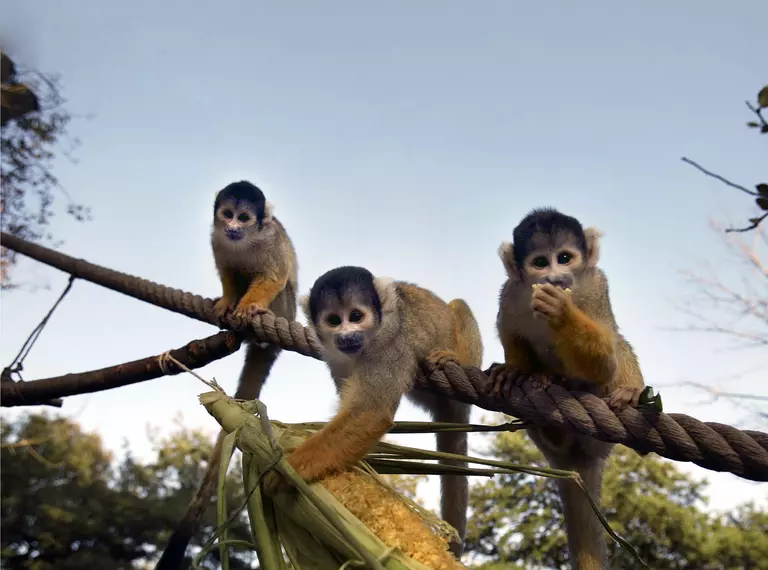 Three squirrel monkeys standing on a rope and eating corn at London Zoo 