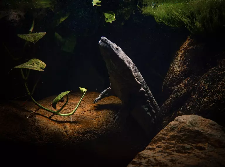 A Chinese giant salamander at London Zoo