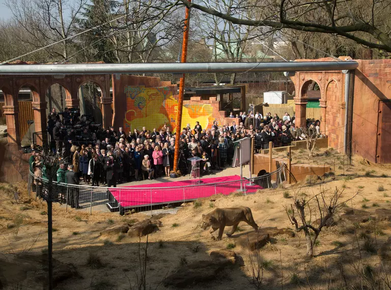 A lioness explores Land of the Lions at the Royal Opening at London Zoo