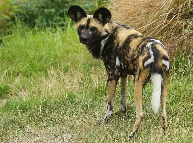 An African wild dog at London Zoo 