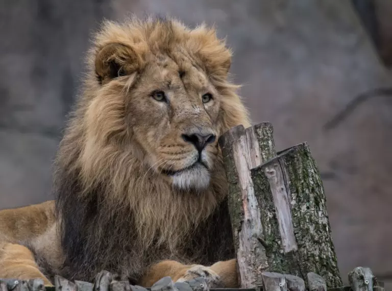 Asiatic lion Bhanu at London Zoo