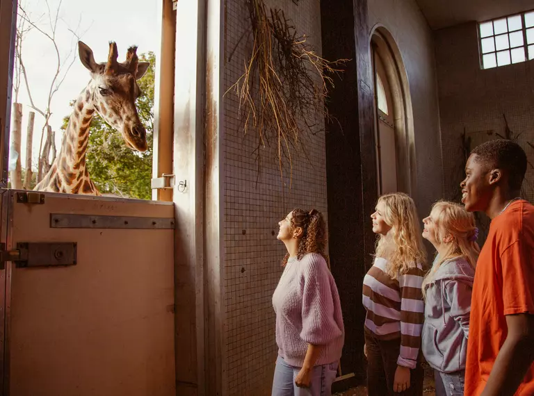 Four people looking at a giraffe and taking part in the Giraffe Keeper experience at Loondon Zoo 