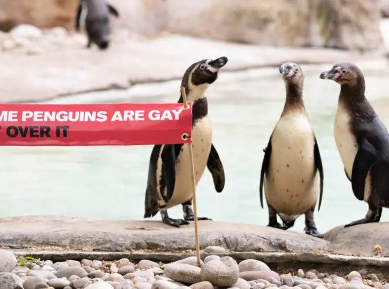 'Some penguins are gay, get over it' sign at London Zoo with penguins
