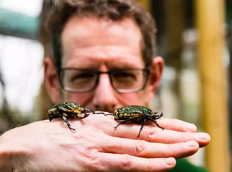 Zookeeper Dave Clarke with flower beetles on his hand