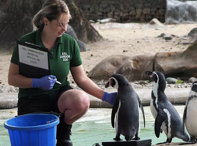 Keeper Eva Konczol weighs the Humboldt penguins at the Annual Weigh in at ZSL London Zoo