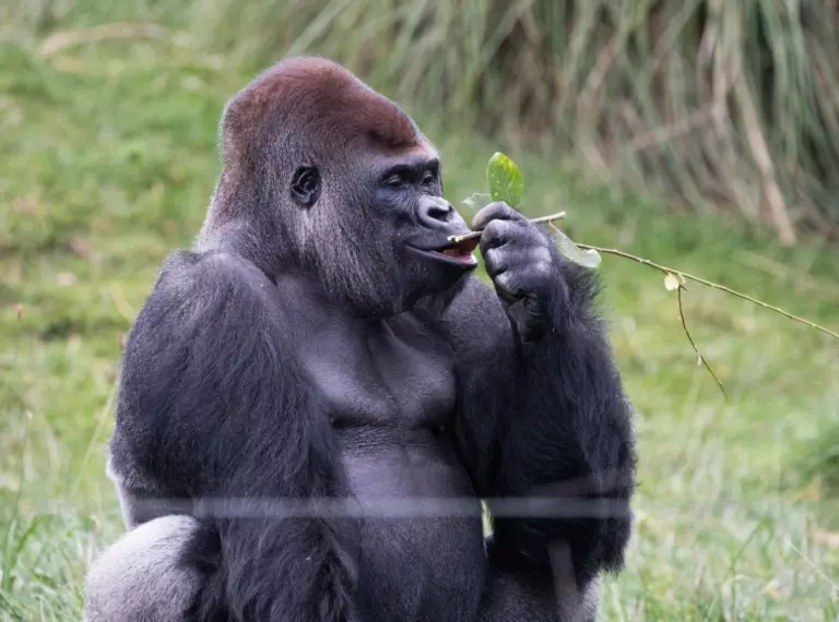 Kumbuka the gorilla at London Zoo