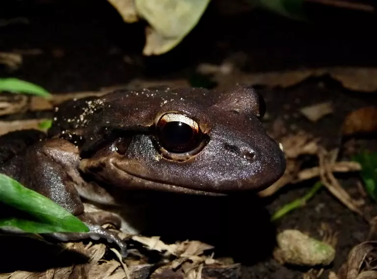 Mountain chicken frog