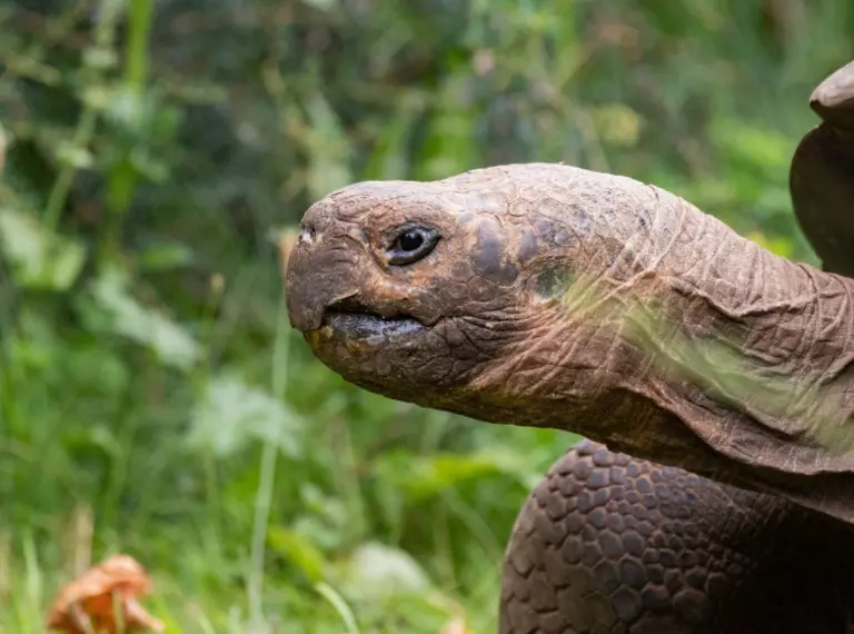 Polly the Galapagos tortoise at London Zoo