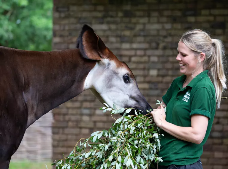Keeper with okapi at London Zoo