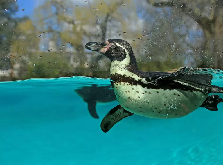 penguin swimming at London Zoo