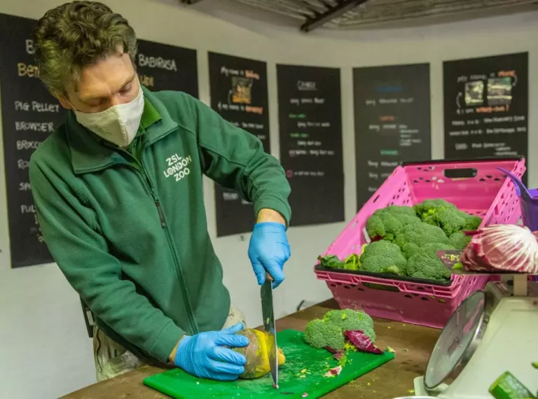 Zookeeper  prepares breakfast for the gorillas at London Zoo