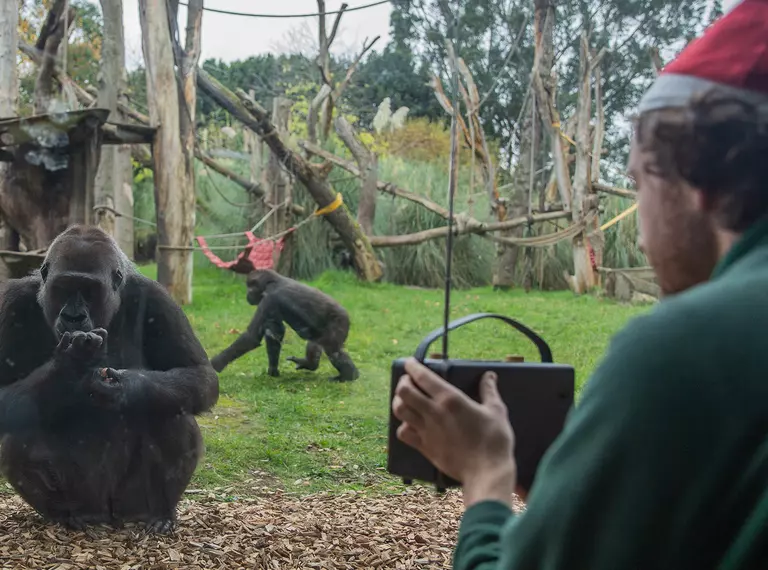 Gorillas pick favourite Christmas song as Zookeeper holds radio at London Zoo