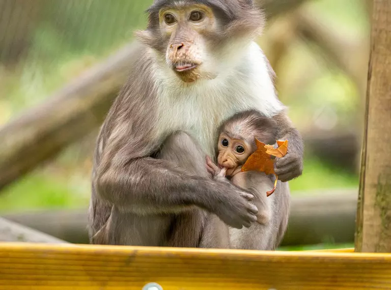 Baby mangabey Shelia at London Zoo 