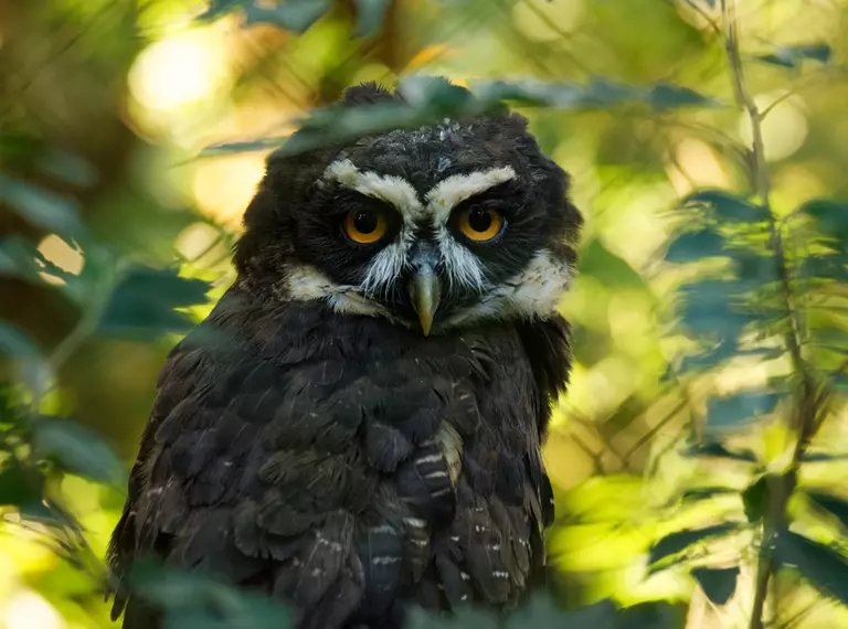 Spectacled Owl in the forest 