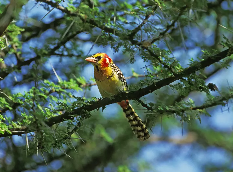 Red and yellow barbet on a branch in a tree