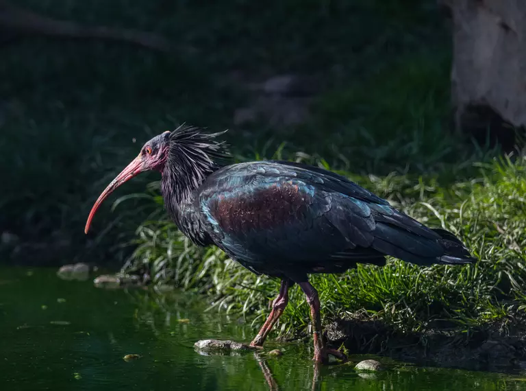 Waldrapp ibis wading