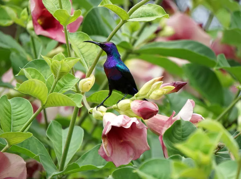 Splendid sunbird perched on a flower