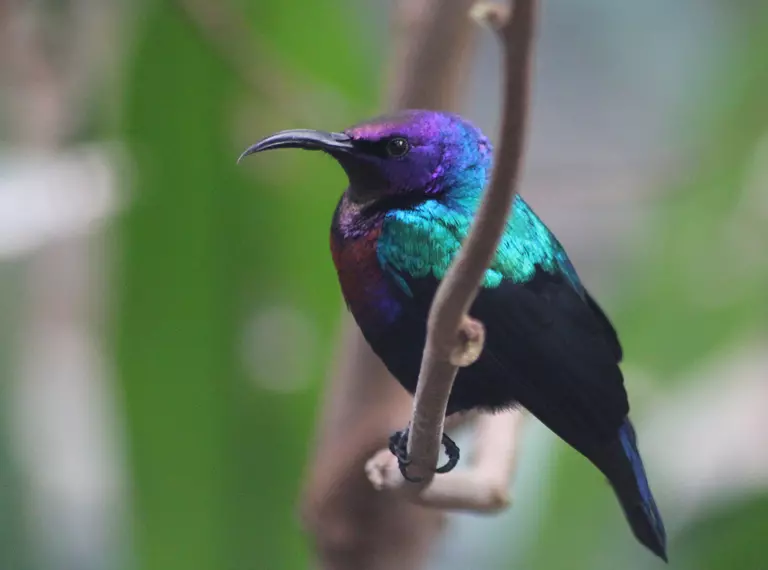 Splendid sunbird at London Zoo