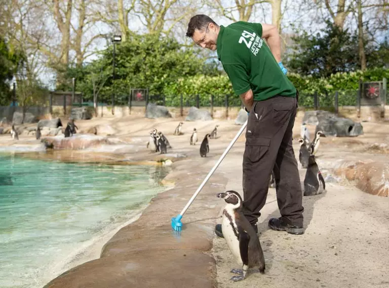 A keeper cleaning Penguin Beach at London Zoo 