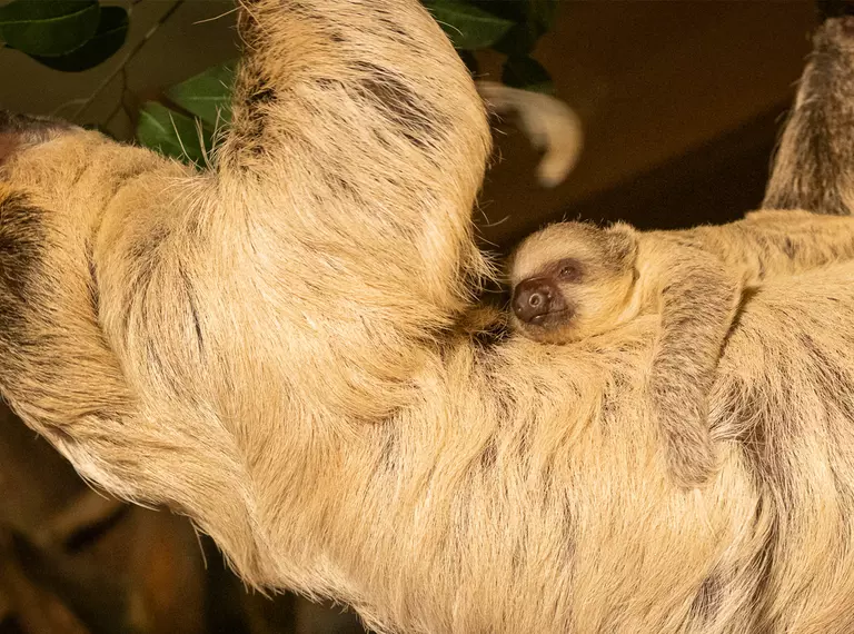 Baby sloth born Nova holding onto Mum Marilyn