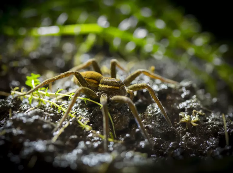 A fen raft spider at London Zoo