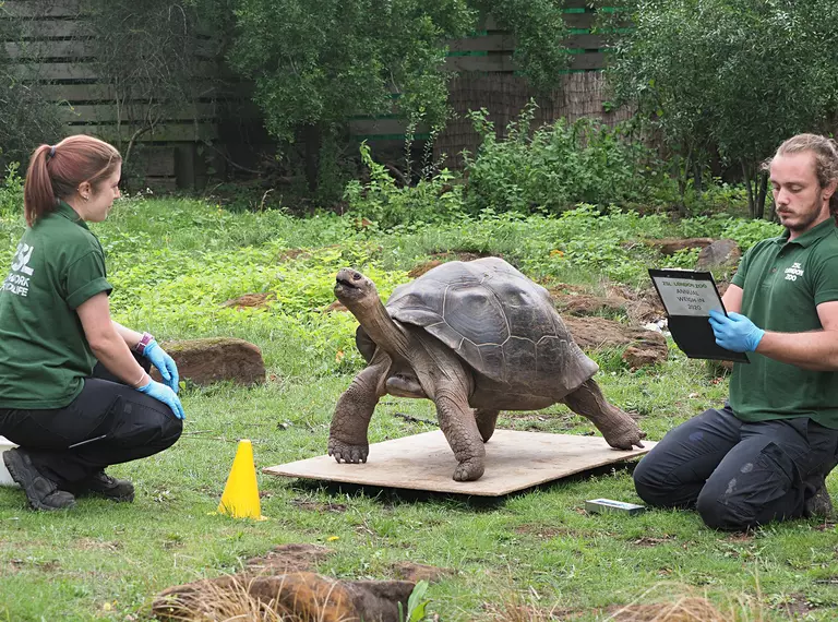 Galapagos tortoise Polly is weighed by keepers Joe Capon and Charli Ellis in 2020