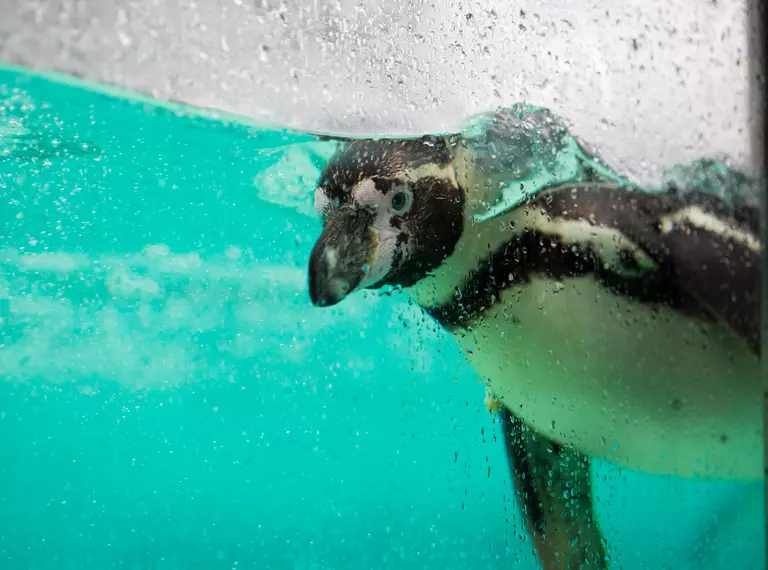 A Humboldt penguin underwater and up at the glass of Penguin Beach