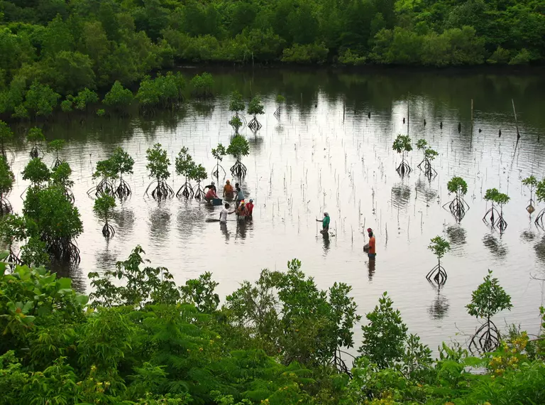 Replanting mangroves in Phillippines