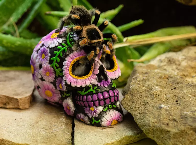 A Mexican red-kneed tarantula crawls over a Day of the Dead skull at London Zoo