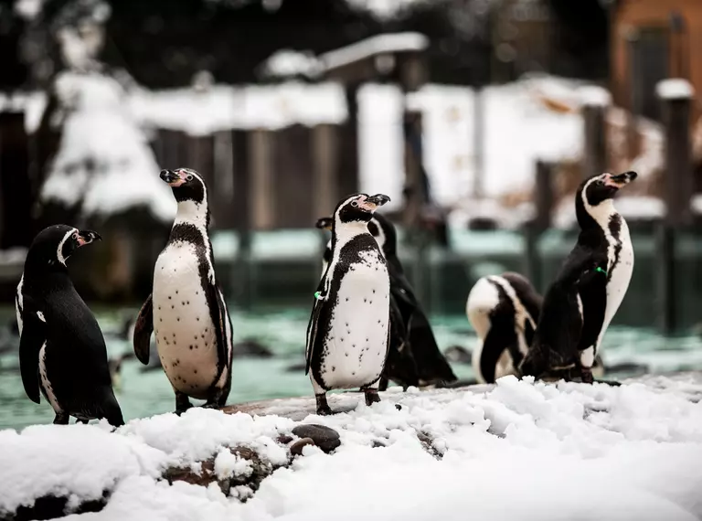 A group of Humboldt penguins on Penguin Beach in the snow