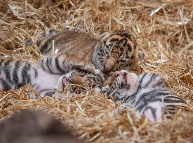 Three Sumatran tiger cubs in straw at London Zoo