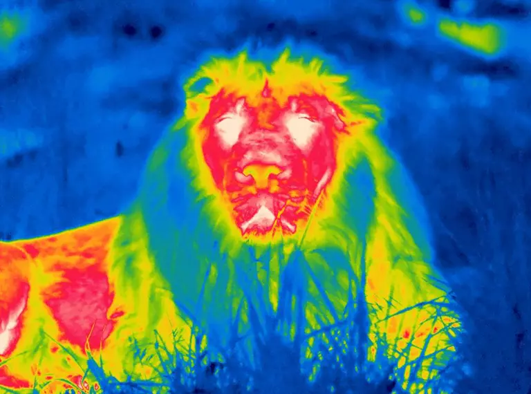 Thermal image of Bhanu the lion taken overnight at London Zoo