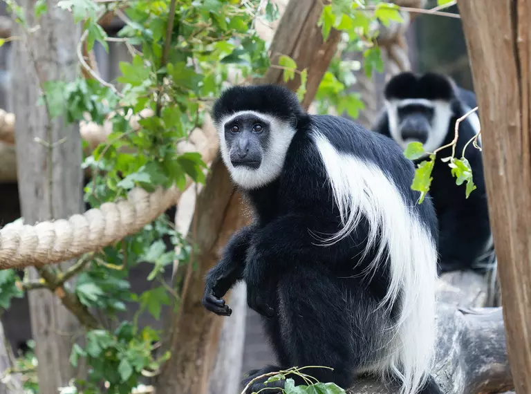 Two colobus monkeys sitting on a tree branch