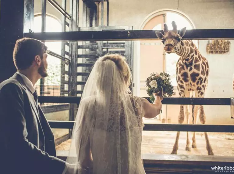 Wedding couple in the giraffe house