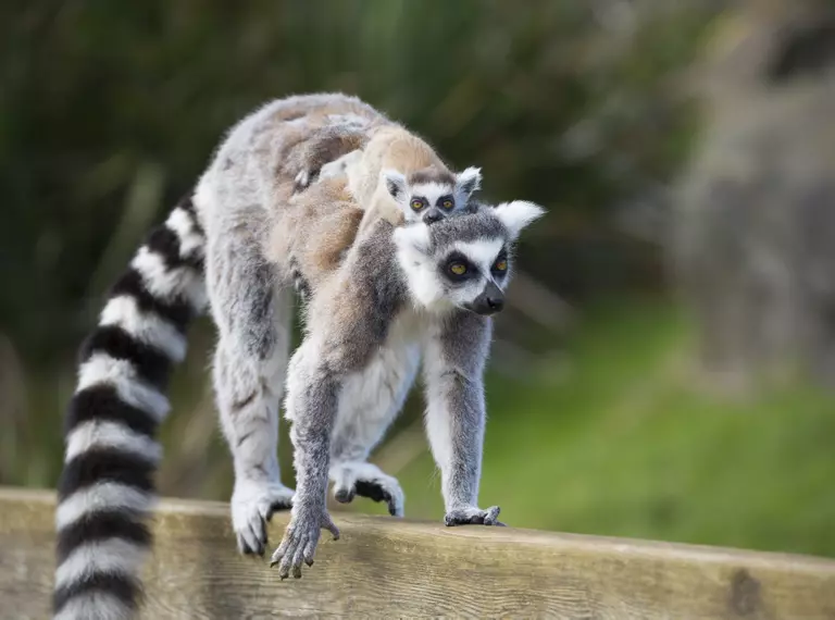 Whipsnade Zoo Ring tailed Lemur 