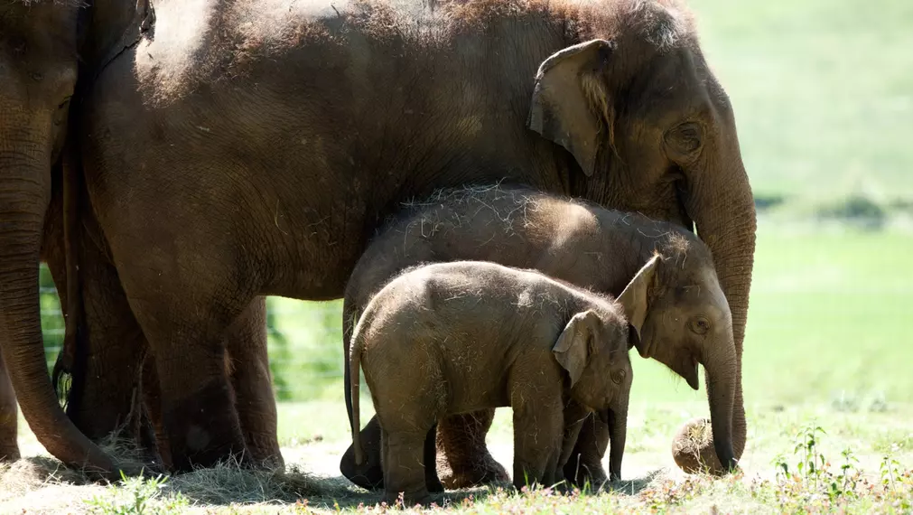 Asian Elephants