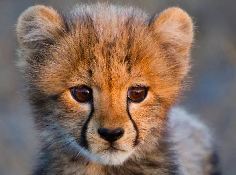 baby cheetah close up