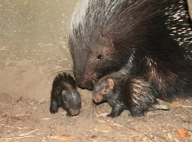 Two porcupettes with an adult porcupine born at London Zoo