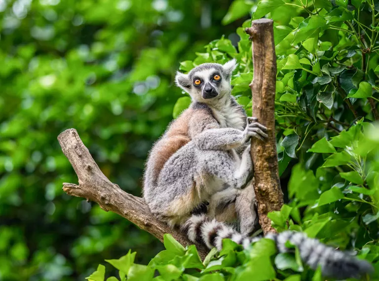 Ring tailed lemur in Madagascar 