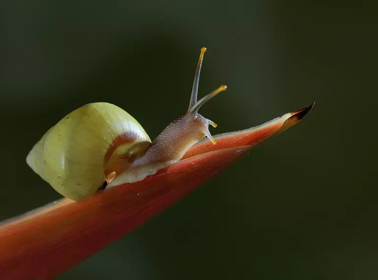 Partula snail looking for food on the trunk of a wild plant.