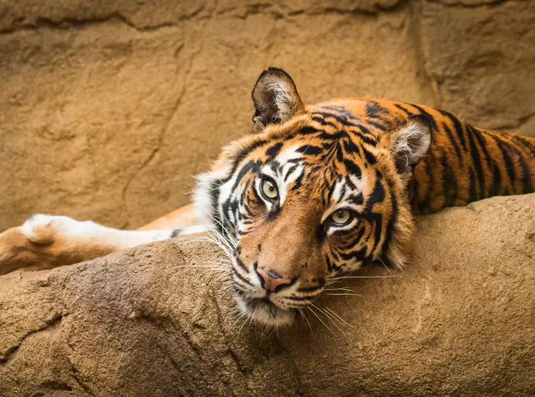 tiger staring at camera