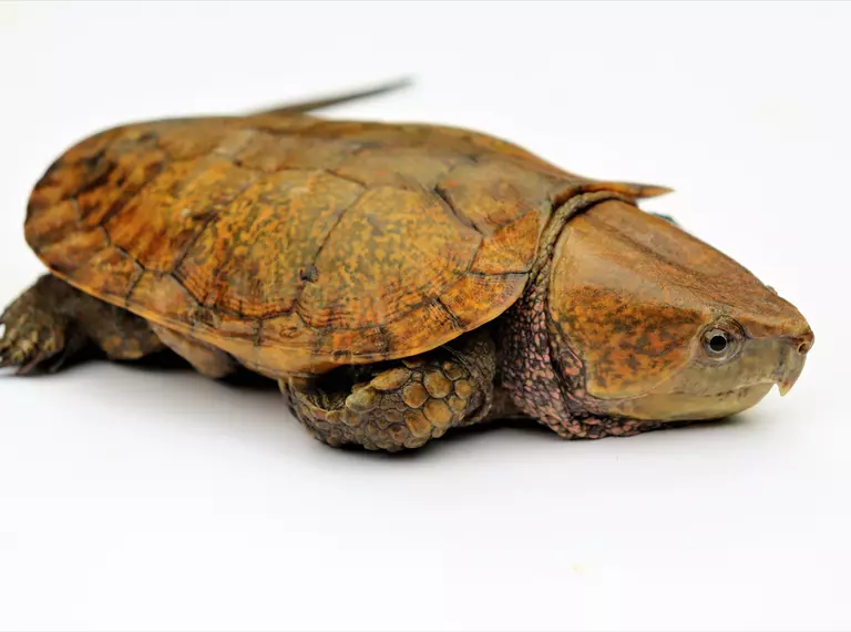 Big-headed turtle, it has a proportionally huge head and a long tail, and is a reddish-brown in appearance. 