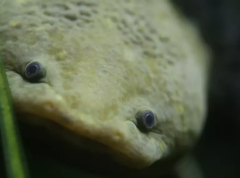 Dumeril's salamander face close-up