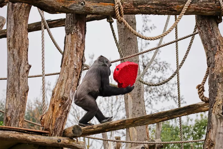 Effie the gorilla walks across a log holding a heart pinata